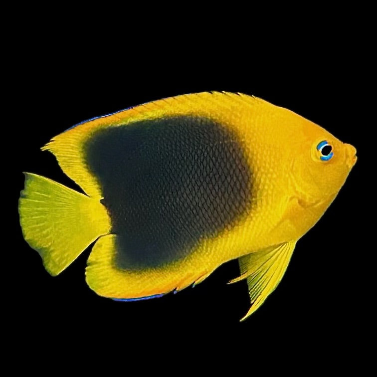 Aquarium Conditioned- Rock Beauty Angelfish (Large Show Size)