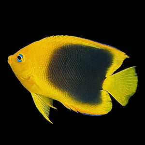 Aquarium Conditioned-Rock Beauty Angelfish