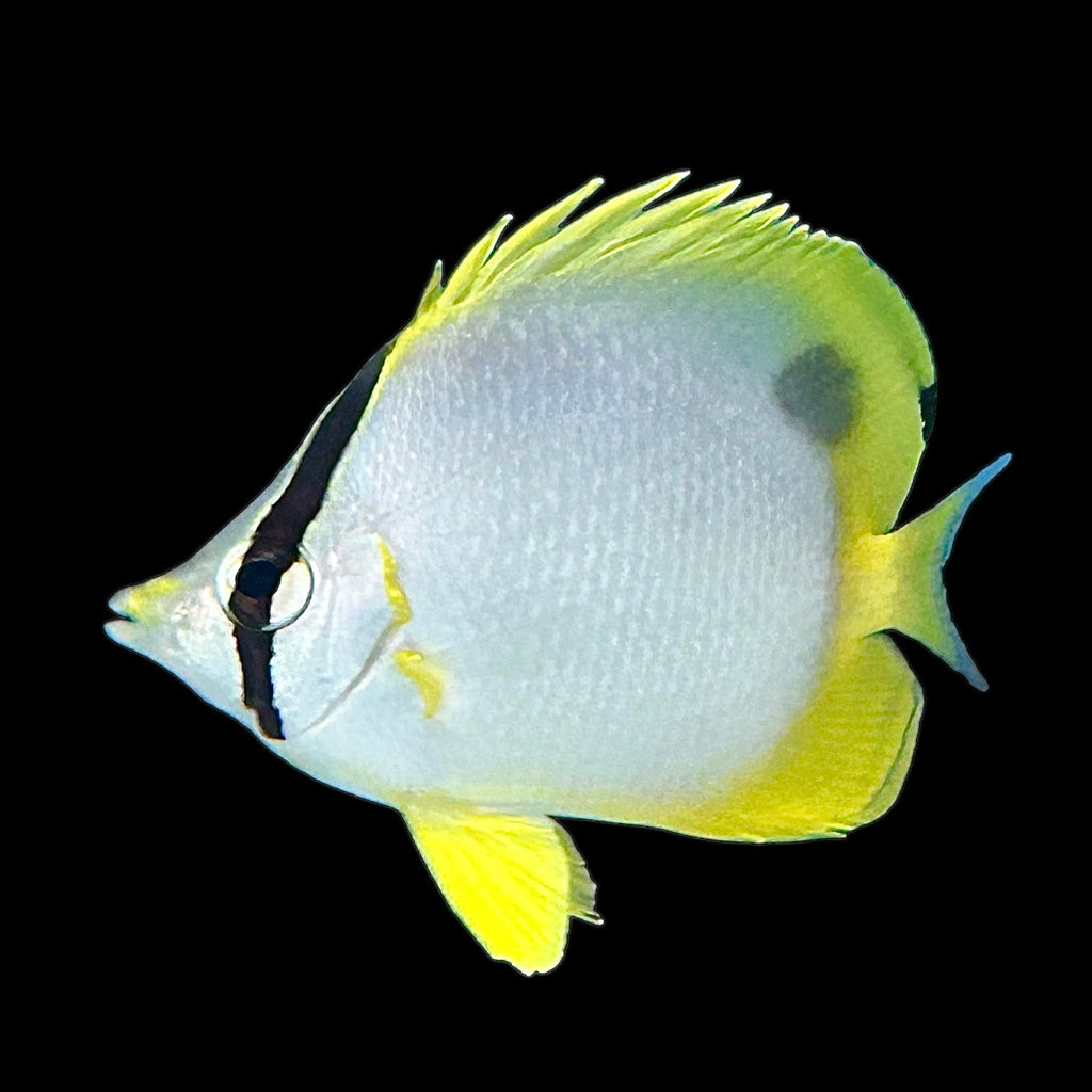 Aquarium Conditioned-Spotfin Butterflyfish
