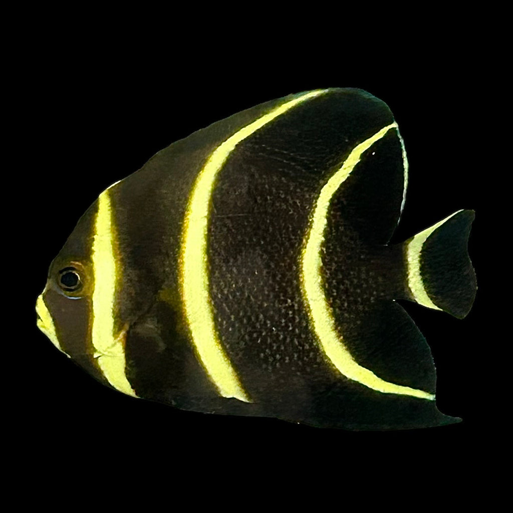 Aquarium Conditioned-French Angelfish (Changing Large Juvenile)