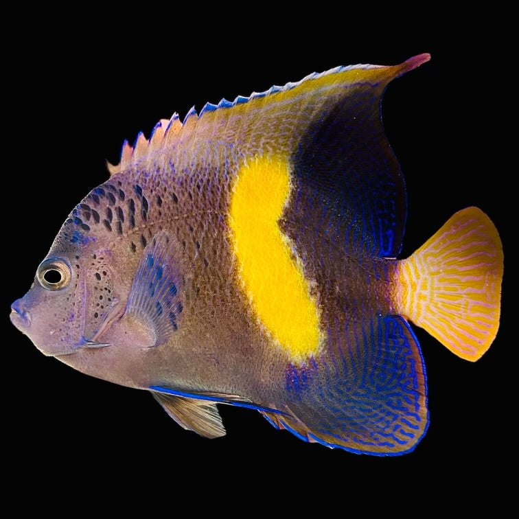 WYSIWYG Aquarium Conditioned-Red Sea Maculosus Angelfish