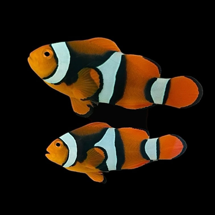 Aquarium Conditioned-Wild True Percula Clownfish Pair