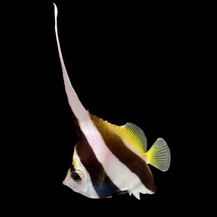 Aquarium Conditioned-Heniochus Butterflyfish