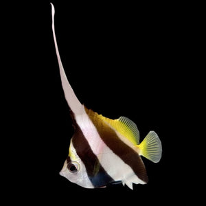 Aquarium Conditioned-Heniochus Butterflyfish