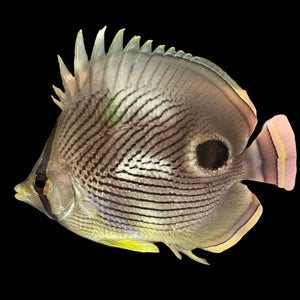 Aquarium Conditioned-Foureye Butterflyfish