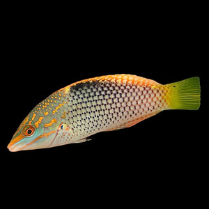 Aquarium Conditioned-Nebulous Wrasse