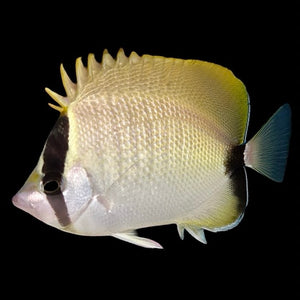 Aquarium Conditioned-Reef Butterflyfish (SM Size)