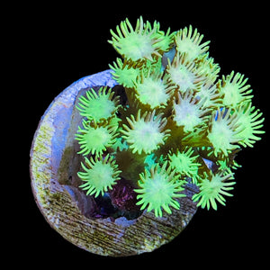 WYSIWYG Bright Yellow Lime Goniopora Coral