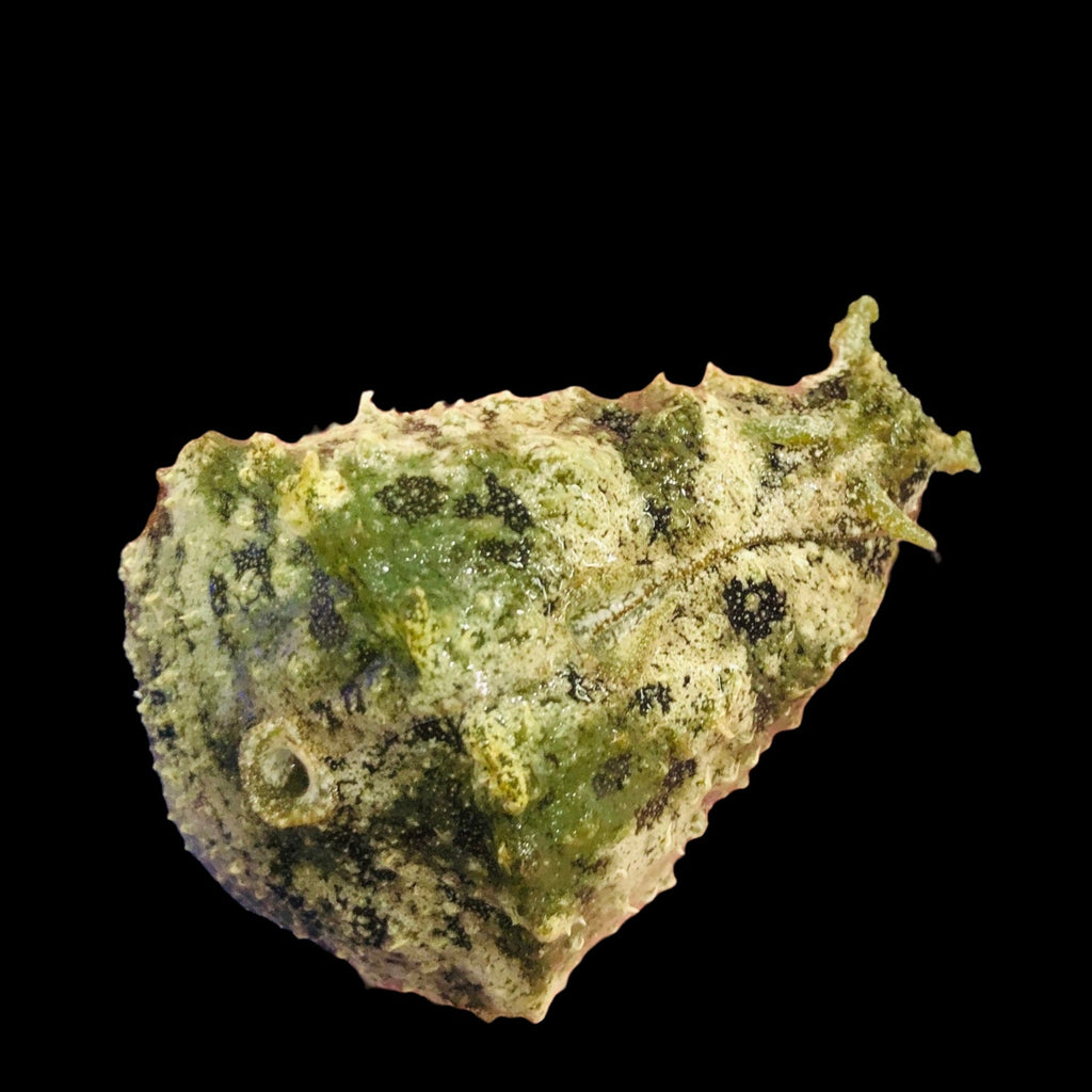 Pacific Algae Eating Sea Hare (Small Size)