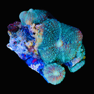 WYSIWYG Neon Green Rhodactis Mushroom-Coral Colony