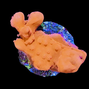 WYSIWYG Red Montipora setosa Coral-Aquacultured