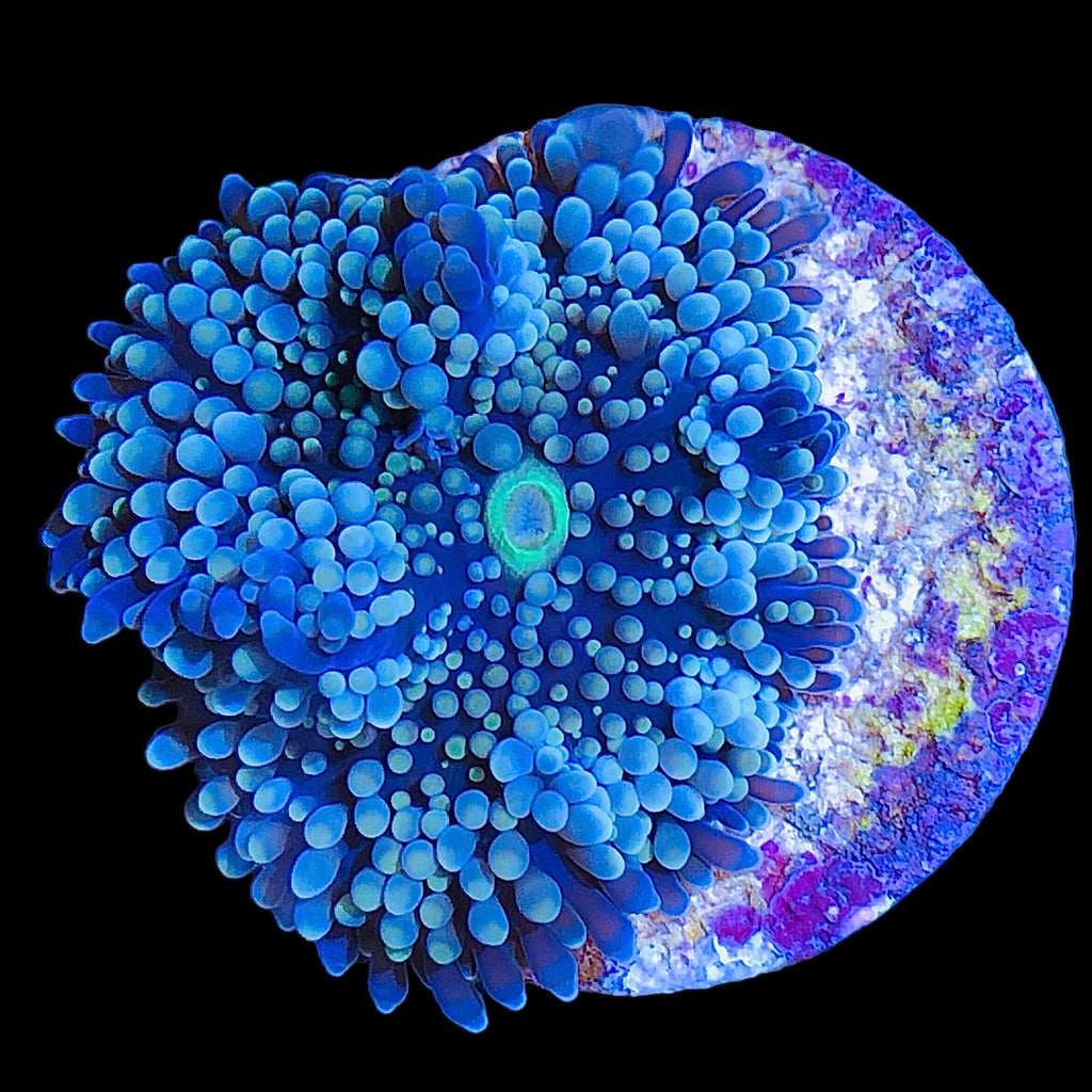 WYSIWYG Blue Ricordea florida Mushroom