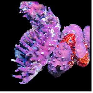 Special-Coralline Covered Cerith Snail-Eat Algae and Detritous (Popular)