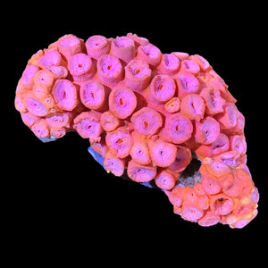 WYSIWYG Australian Orange Sun Coral -Tubastrea sp