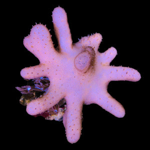 WYSIWYG Devil's Hand Lobophytum Leather Coral-Colony