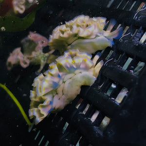 NEW ARRIVAL-Blue and Yellow Reef Lettuce Nudibranch