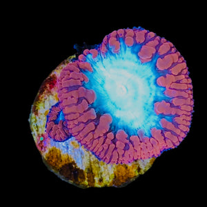 WYSIWYG Red Blastomussa wellsi Aquacultured Frag