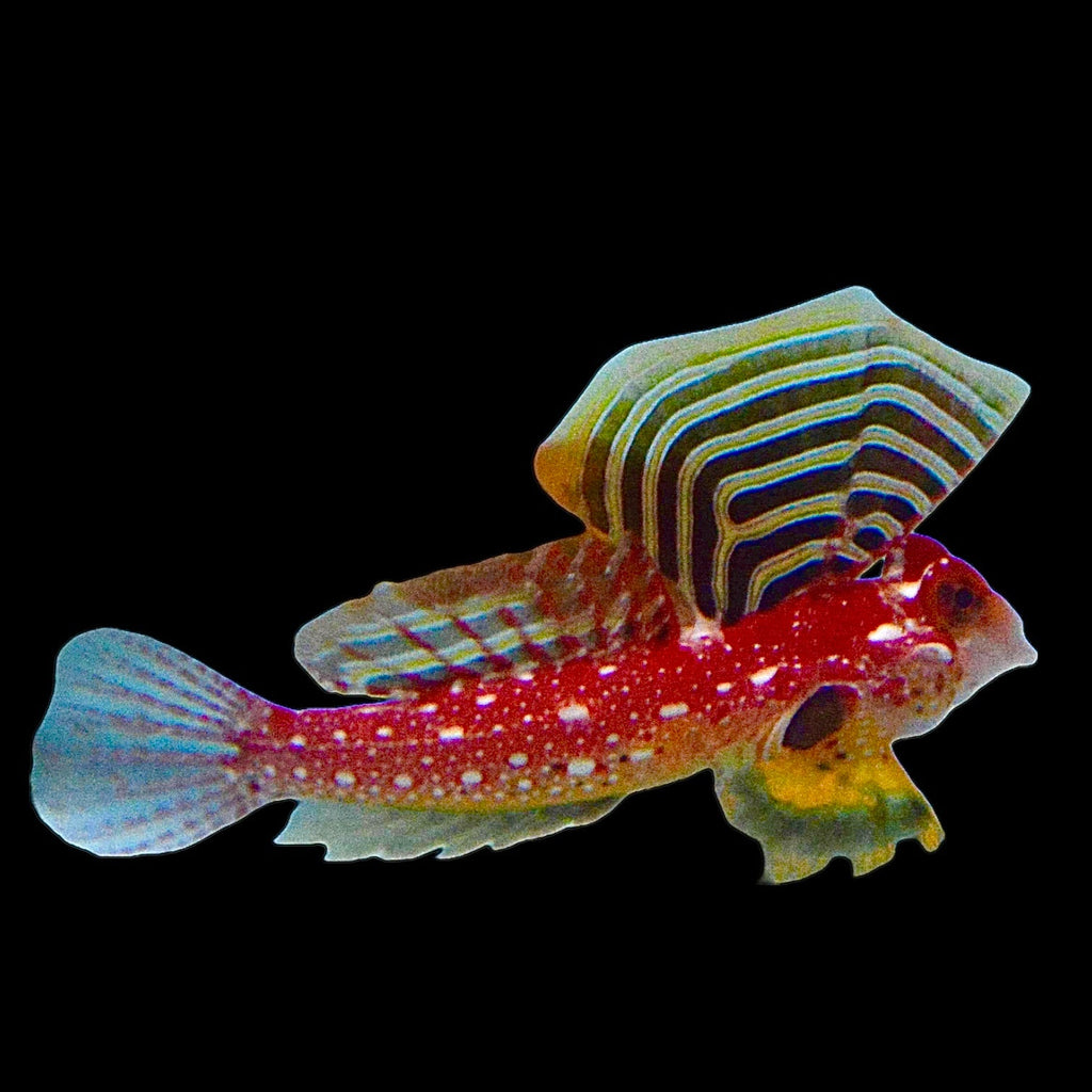 Aquarium Conditioned-Ruby Red Dragonet (Pair)