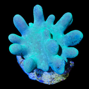 Special-Green Devil's Hand Lobophytum Leather Coral