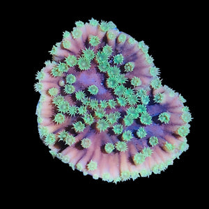 WYSIWYG Scroll Coral-Aquacultured Frag