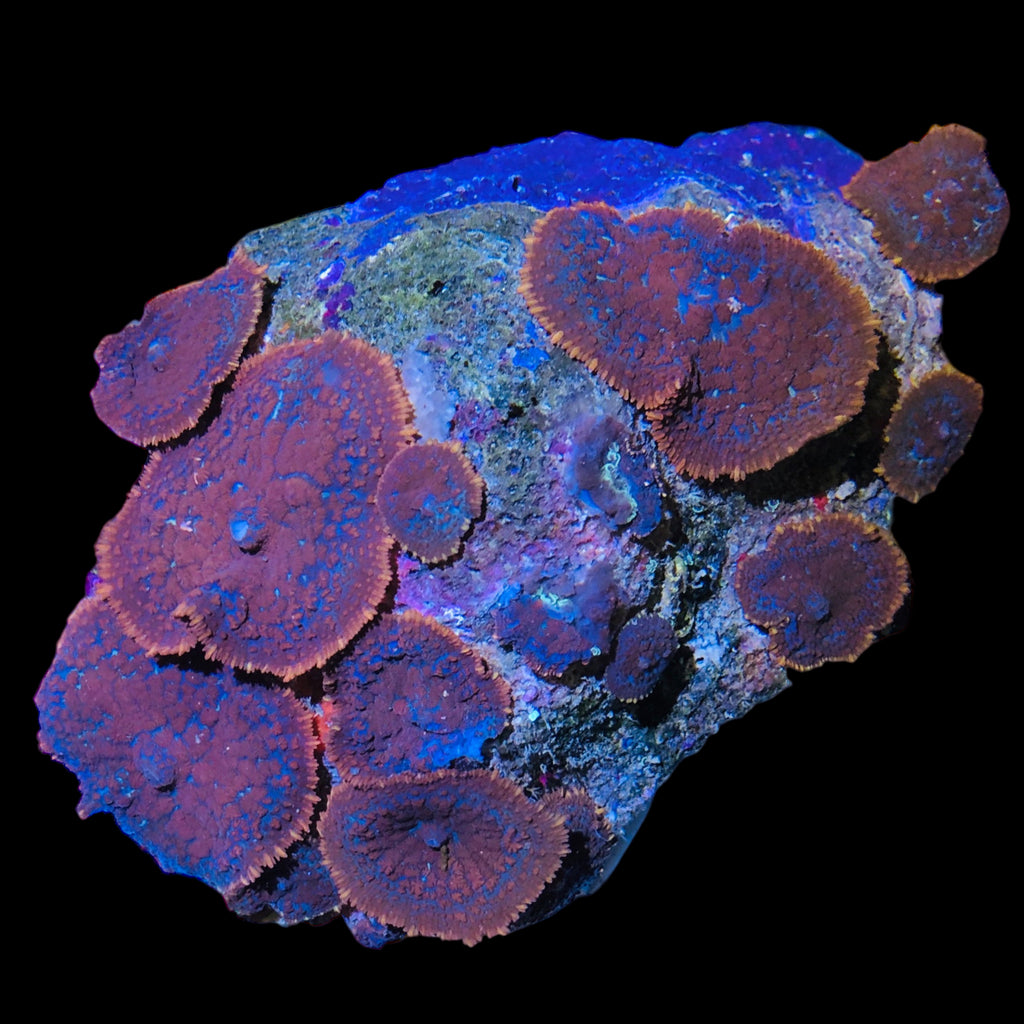 WYSIWYG Orange Rhodactis Mushroom-Coral Colony
