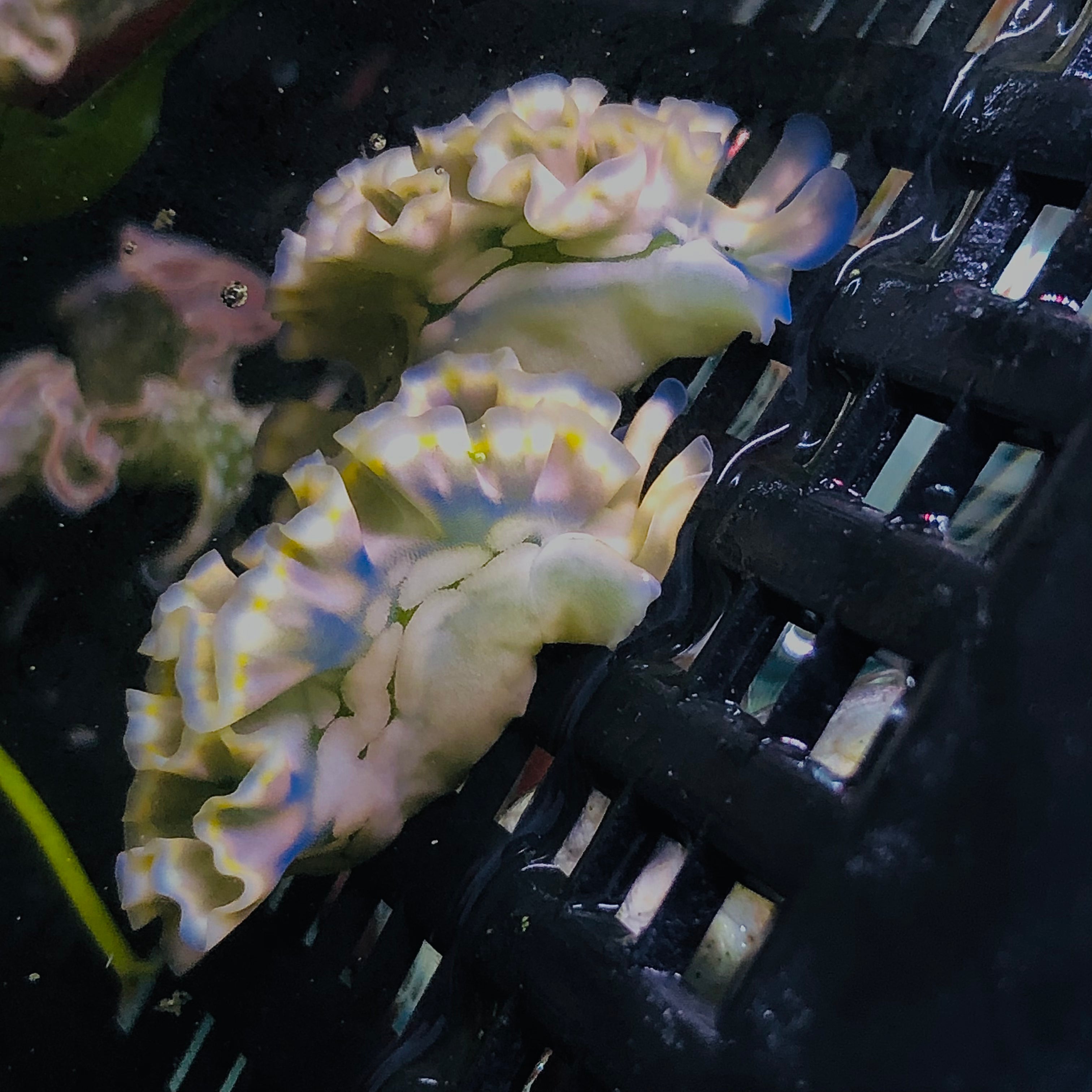 NEW ARRIVAL-Blue and Yellow Reef Lettuce Nudibranch