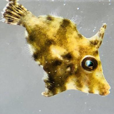 Matte Filefish Aquarium Conditioned-Aiptasia Eating Filefish (Matted Filefish ...