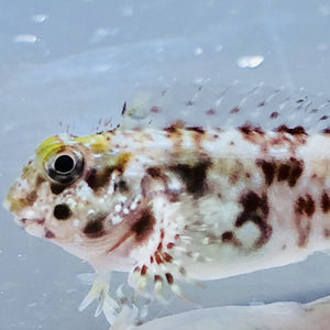 Aquarium Conditioned-Molly Miller Blenny (Small Size)