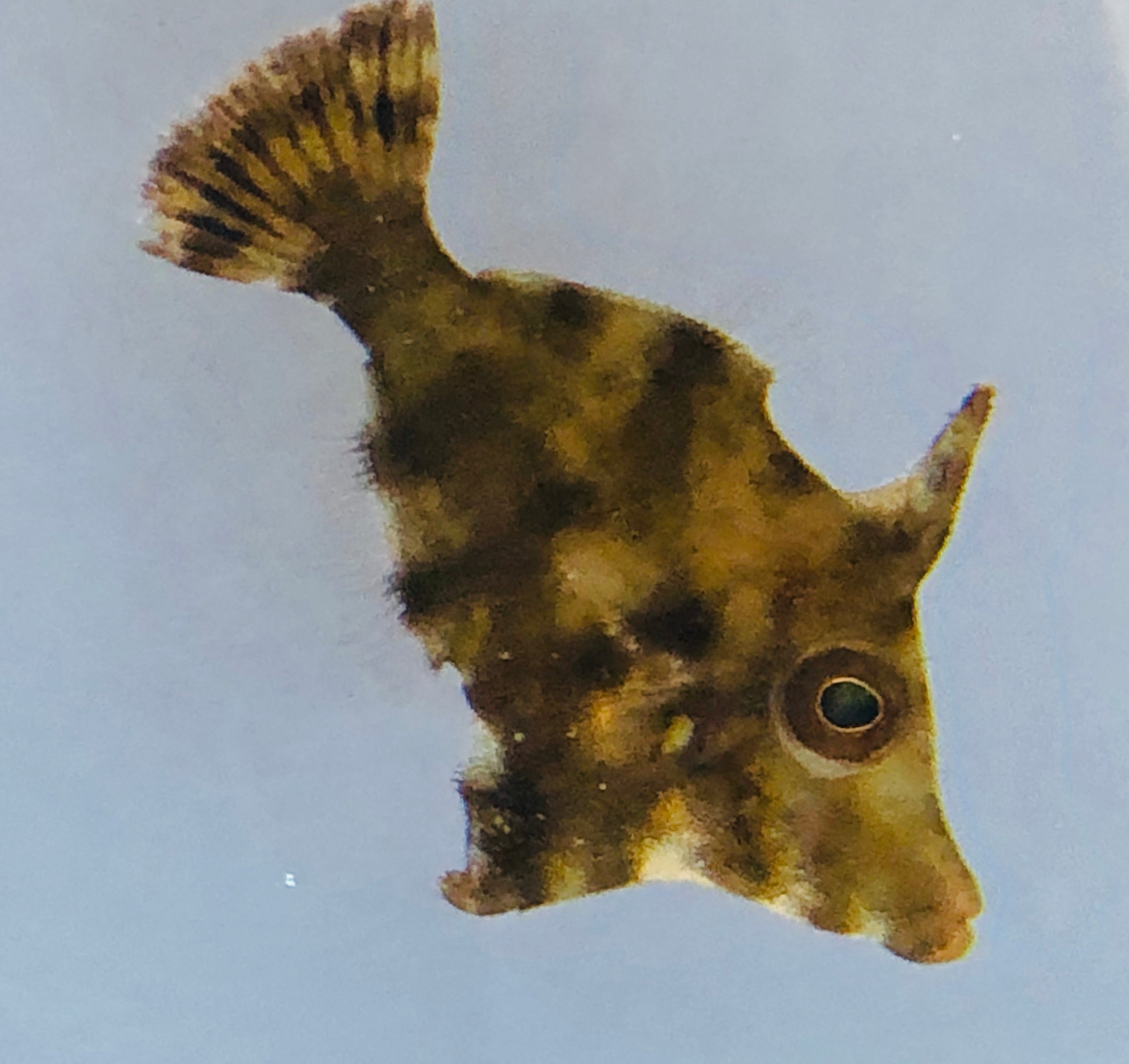 Matte Filefish Special-Aquarium Conditioned-Aiptasia Eating Filefish (Matted Filefish ...