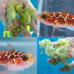 Captive Bred Pair of Dwarf White Spotted Gobies and Pair of Saddled Erectus Seahorses