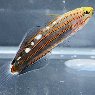 Aquarium Conditioned-Rainford's Goby