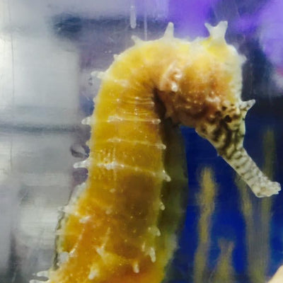 Australian Zebra Snout Barbouri Seahorse