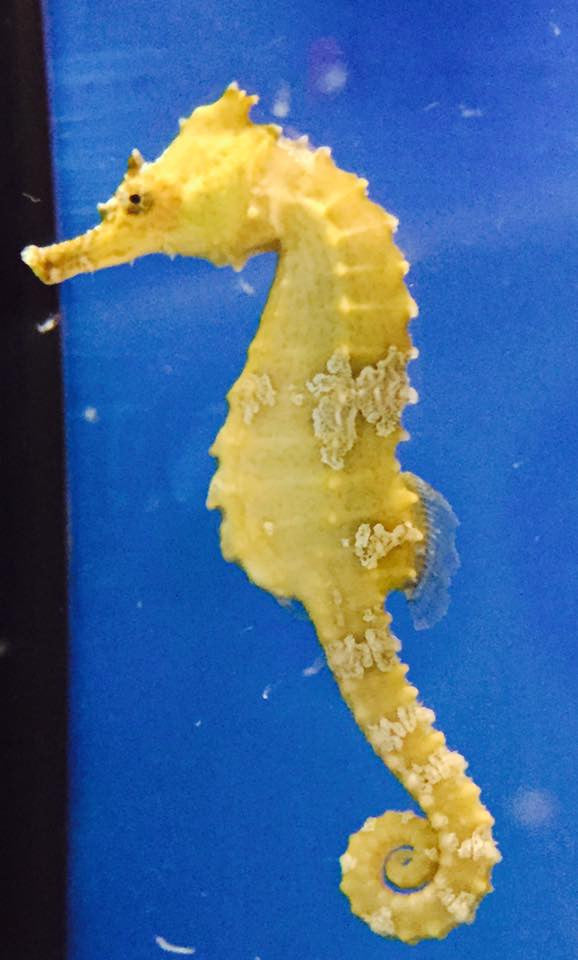 Captive Bred Saddled Hippocampus Erectus Seahorse-Single
