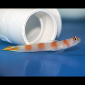 Aquarium Conditioned-Flagtail Watchman Goby Pair (Very Nice)