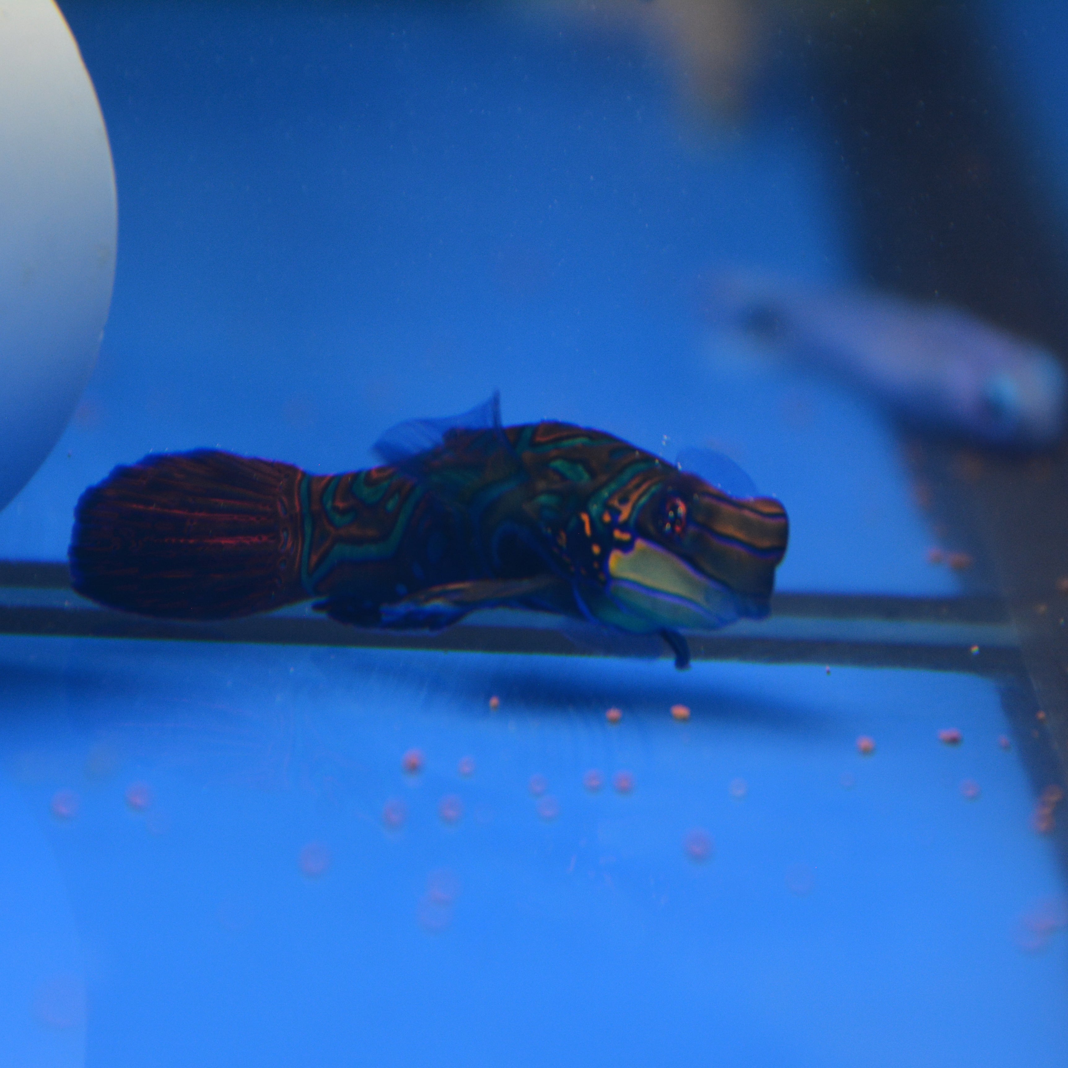 Aquarium Conditioned-Green Mandarin Dragonet