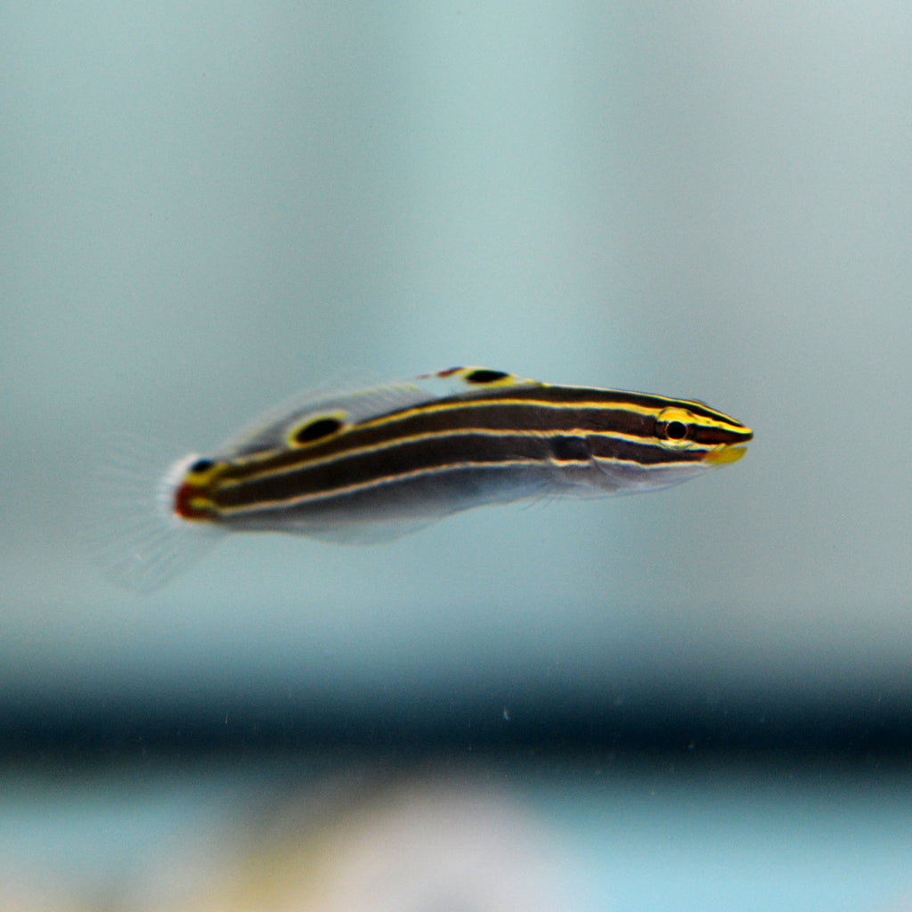 NEW ARRIVAL Aquarium Conditioned-Hector's Goby