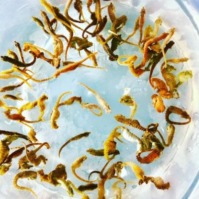 20 Dwarf Seahorses-Captive Bred Hippocampus zosterae (Large Herd Special)