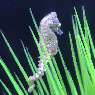 6 Dwarf Seahorses-Captive Bred Hippocampus zosterae