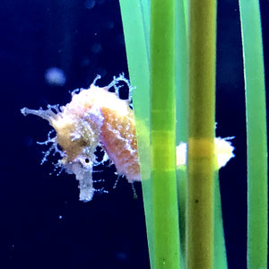 10 Dwarf Seahorses-Captive Bred Hippocampus zosterae