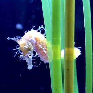 Single Dwarf Seahorse with Cirri-Captive Bred Hippocampus zosterae