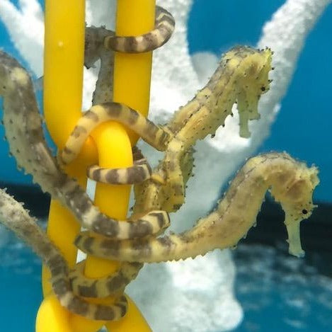 NEW Captive Bred Tiger Tail Seahorse-H. comes (Juvenile)