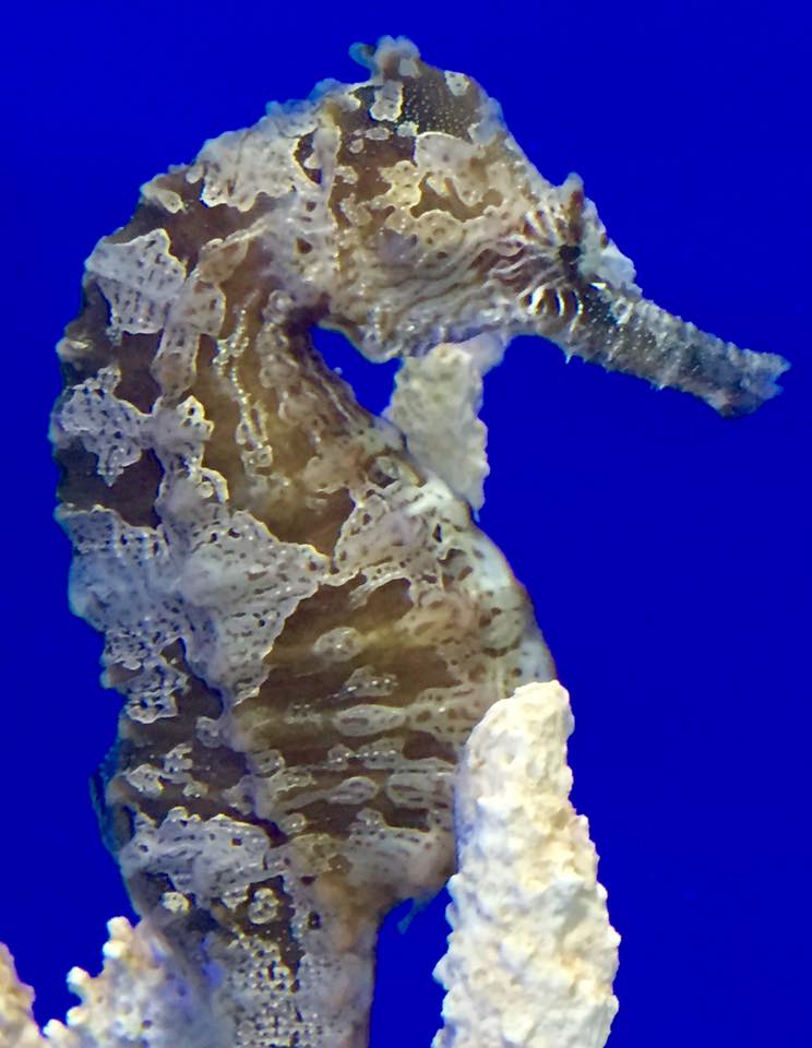 Large-Saddled Erectus Seahorse Male/Female Pair