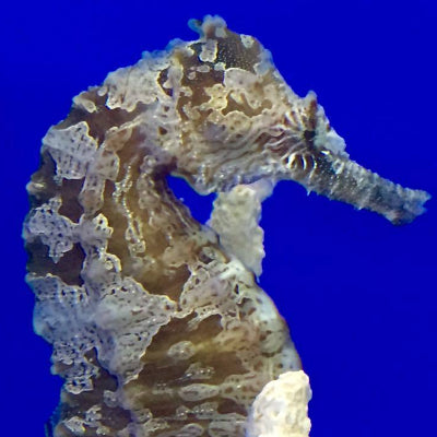 Royal Sedda Poupée Seahorse (environ 15 cm) avec…