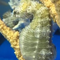 Large-Saddled Hippocampus Erectus Seahorse (Single)