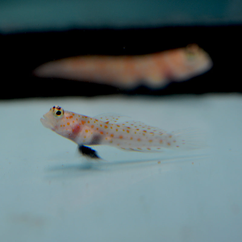 Aquarium Conditioned-Orange Spot Prawn Goby (Popular)