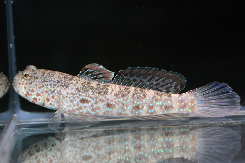 NEW ARRIVAL Large Aquarium Conditioned-Pink Spot Watchman Goby
