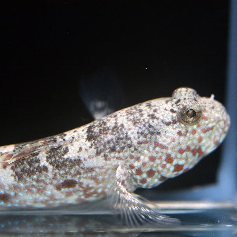 NEW ARRIVAL Large Aquarium Conditioned-Pink Spot Watchman Goby