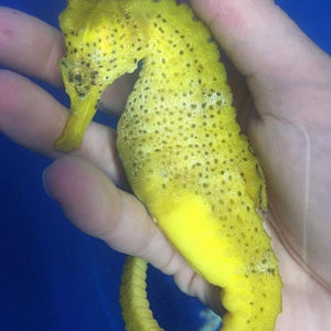 Brazilian Reidi Seahorse-Male