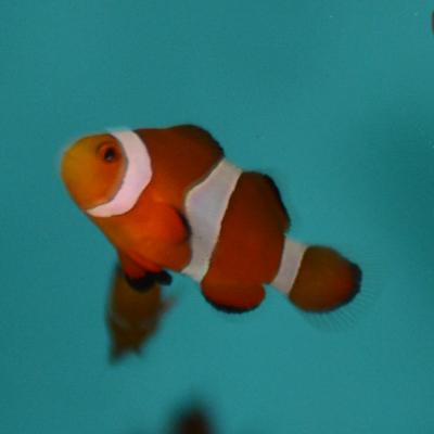 ORA Ocellaris Clownfish-Single