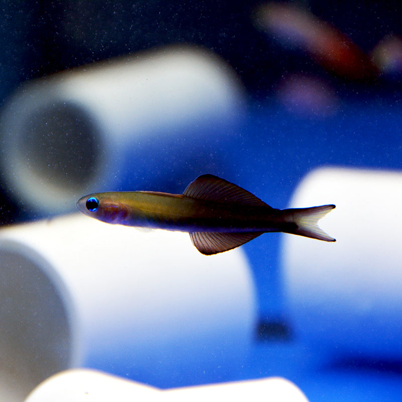 Aquarium Conditioned-Scissortail Dartfish (School of 3)